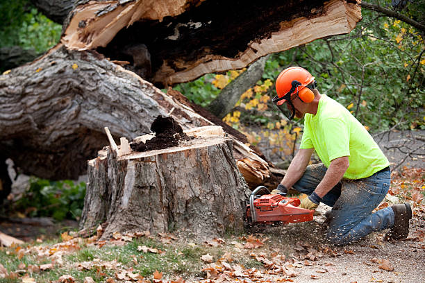 Trusted Wilson, NC Tree Service Experts